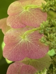 Cascading Hydrangea Blush IMG_4514