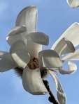 Magnolia Unfurling IMG_4065